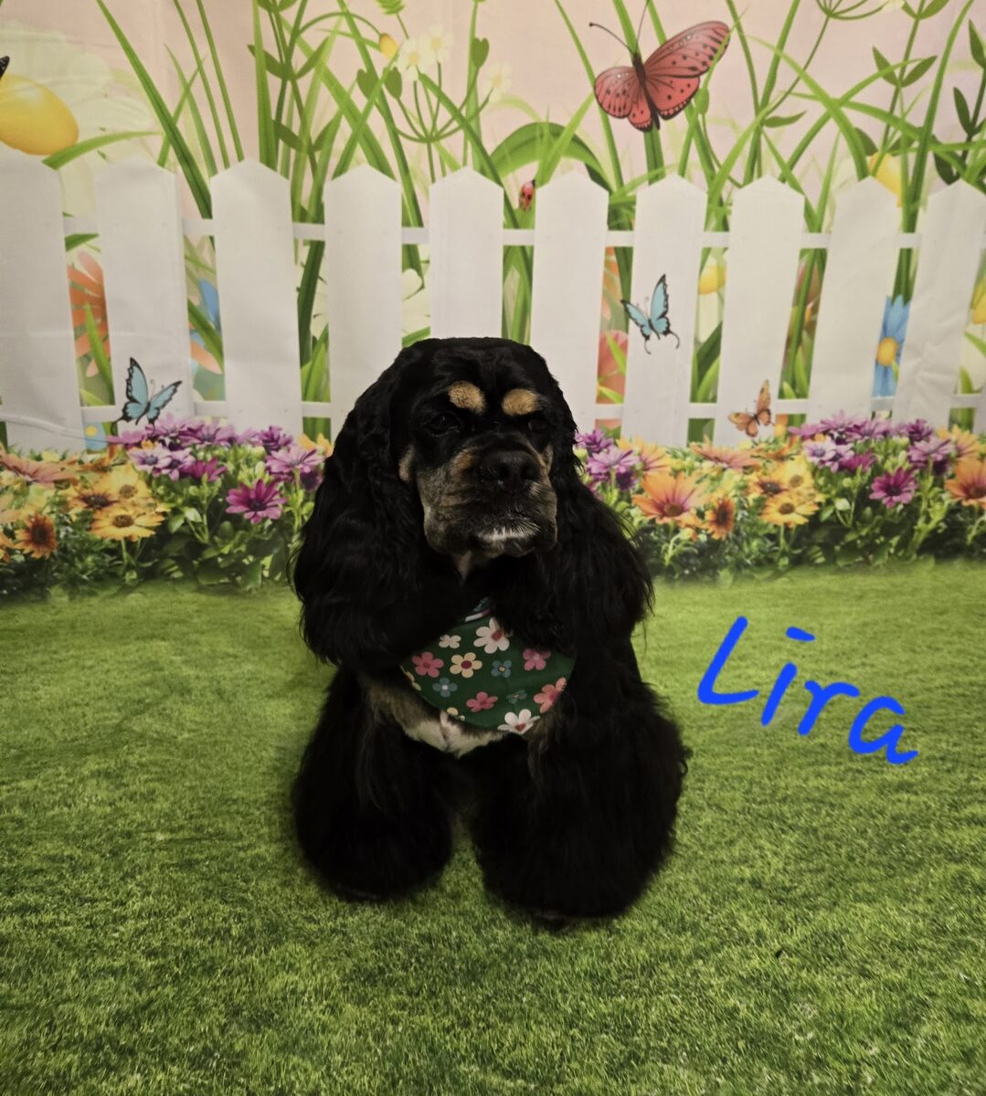 A black cocker spaniel in a floral bandana