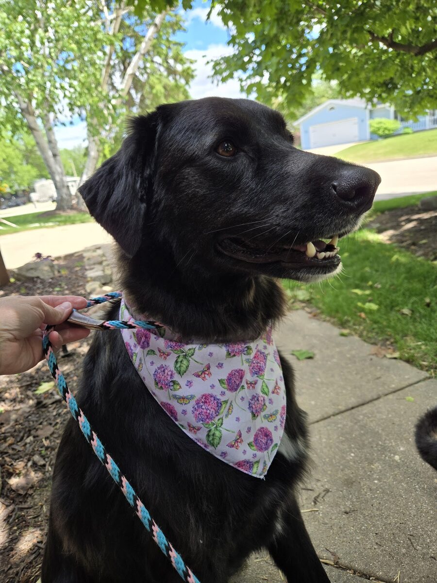 A black lab in a floral bandana after grooming