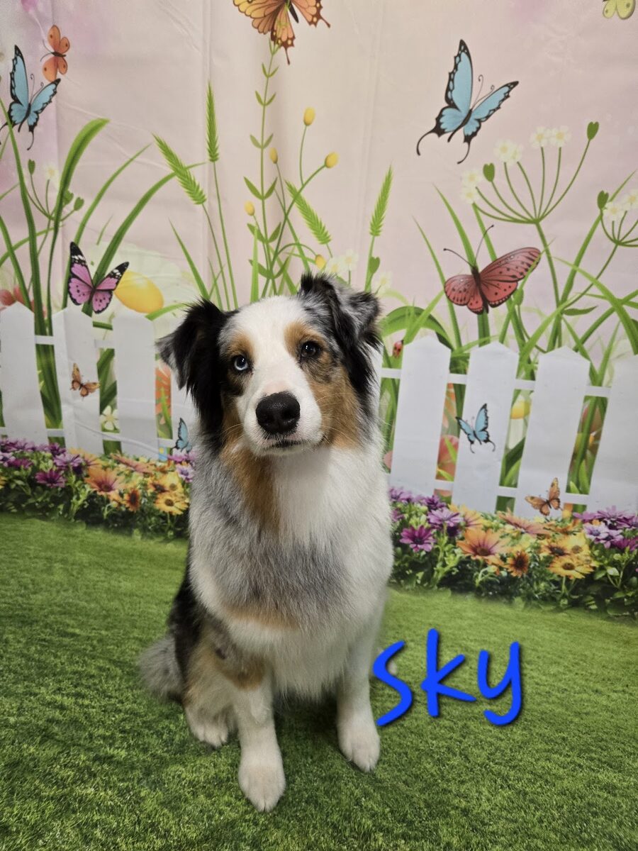 A blue merle Australian shepherd after grooming