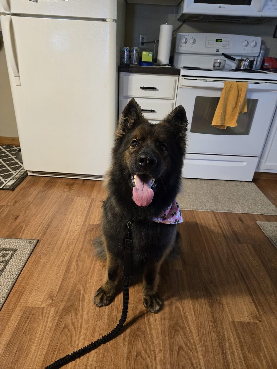 A calm dog on the grooming table during a nail trim