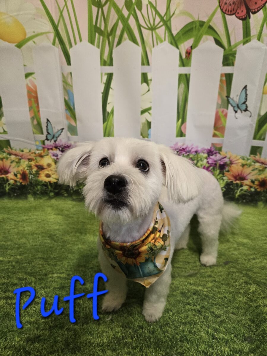 A fluffy doodle in a bandana, freshly groomed