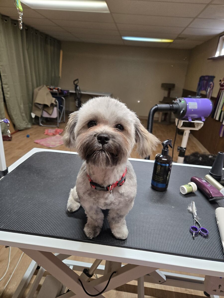 A freshly groomed doodle on the grooming table at Kloud9