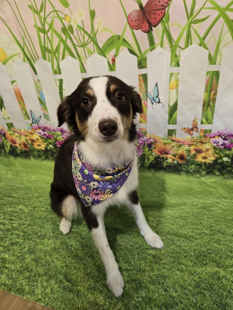 A groomed Australian shepherd on the Kloud9 backdrop