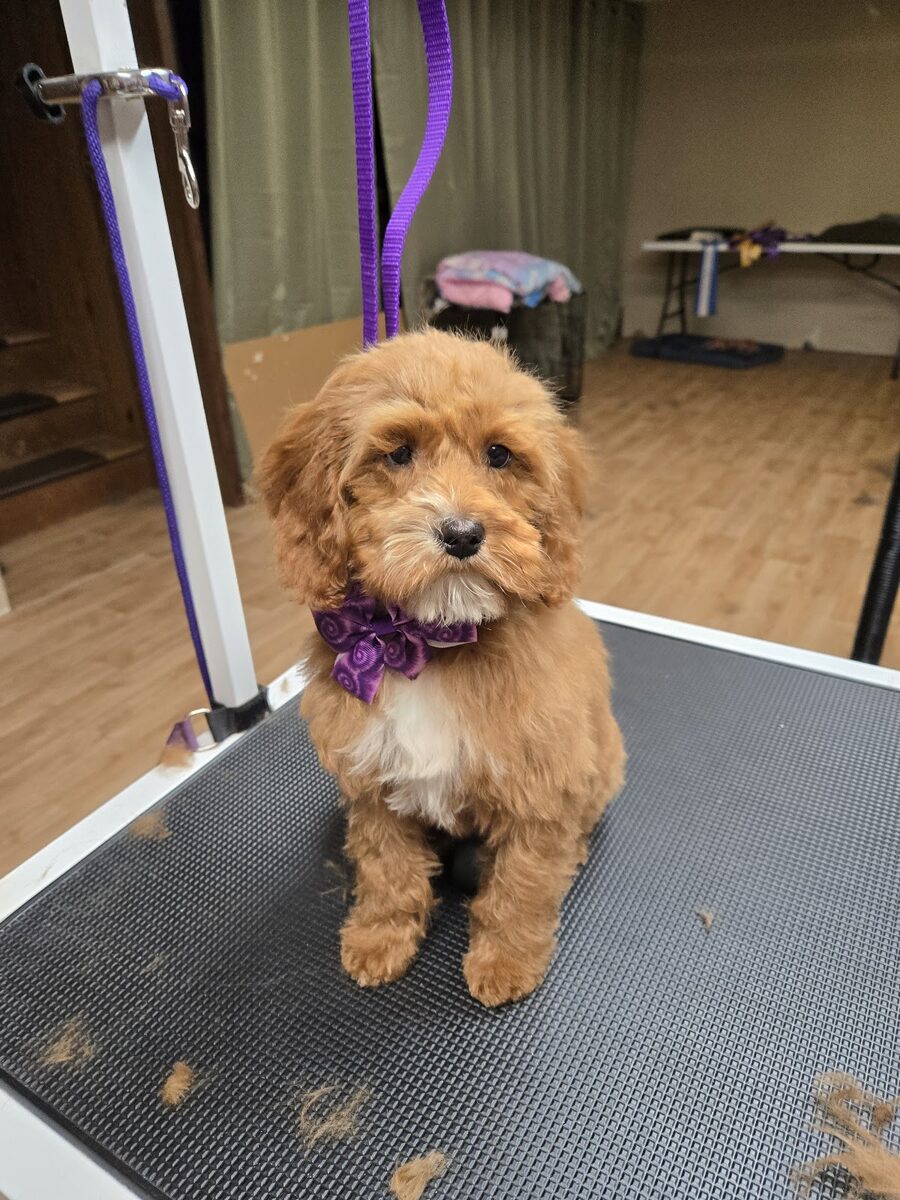 A freshly groomed cavapoo with a purple bow at Kloud9