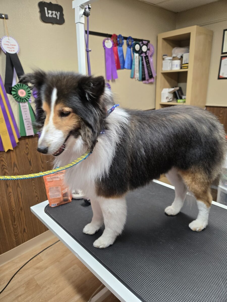 A show dog groomed at Kloud9 with ribbons behind