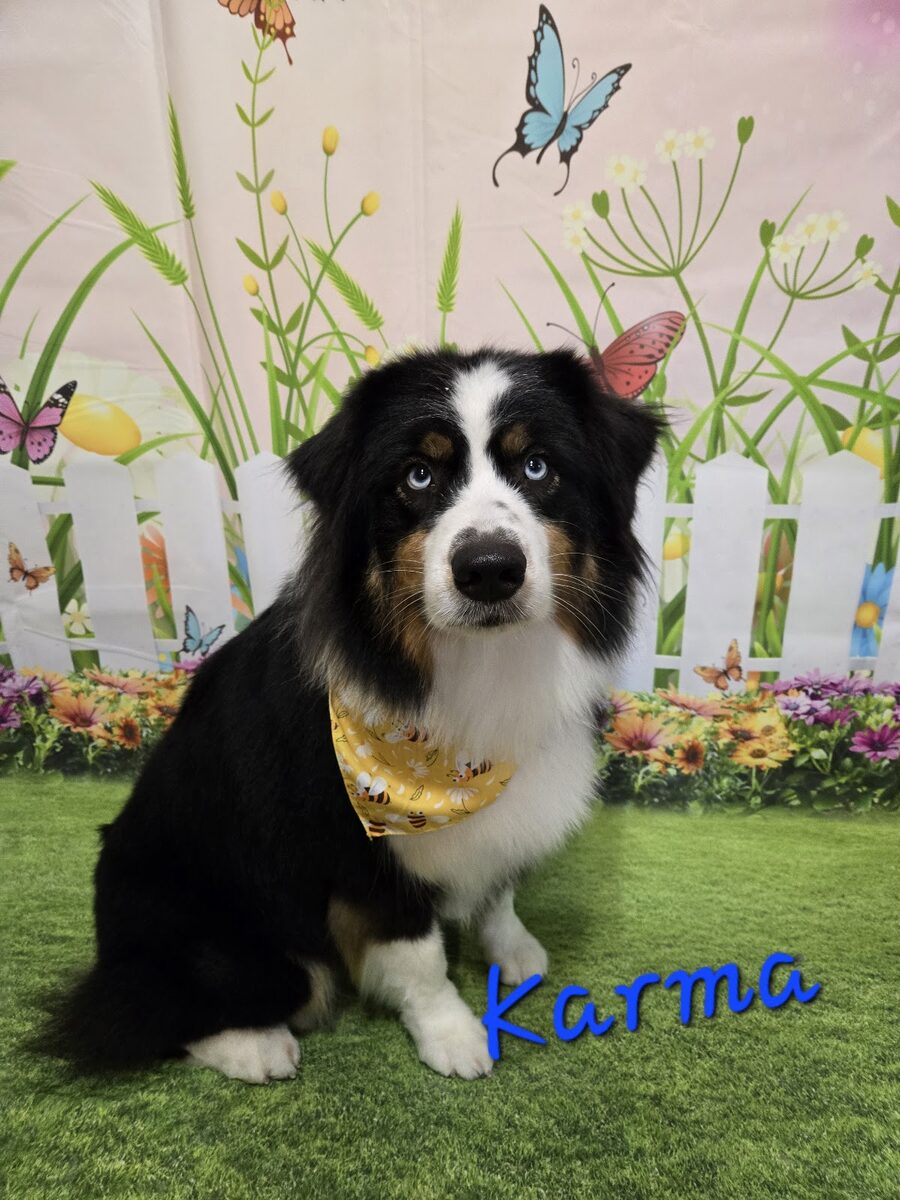 A tricolor collie wearing a bandana after grooming