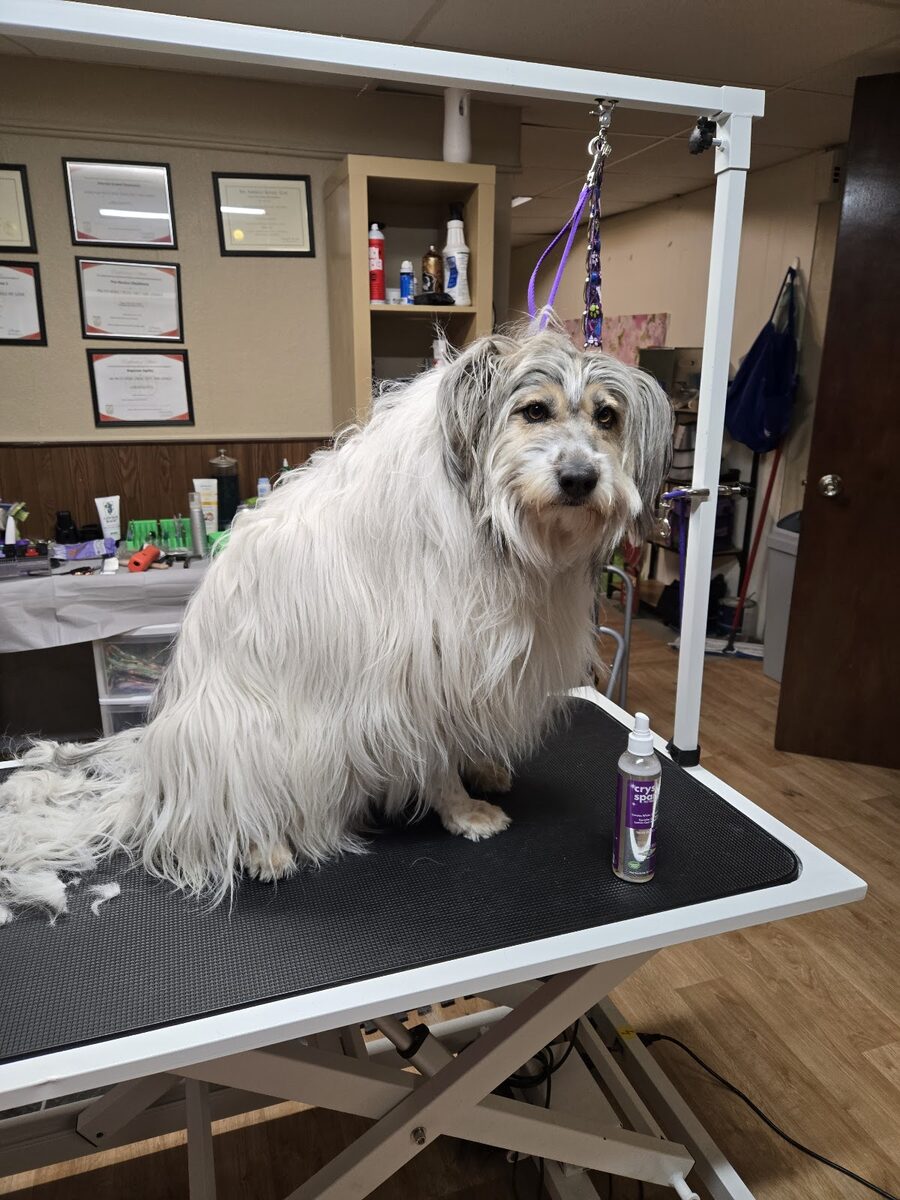 A wirehaired dog freshly bathed on the table